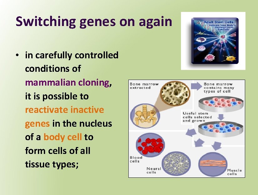 Switching genes on again • in carefully controlled conditions of mammalian cloning, it is