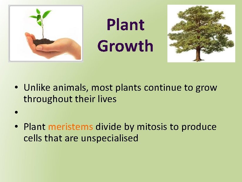 Plant Growth • Unlike animals, most plants continue to grow throughout their lives •