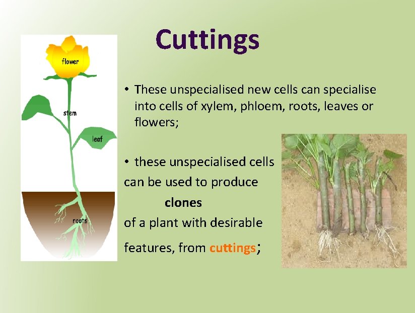 Cuttings • These unspecialised new cells can specialise into cells of xylem, phloem, roots,