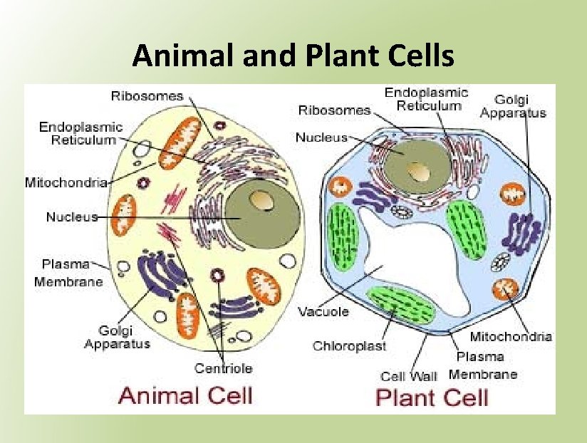 Animal and Plant Cells 