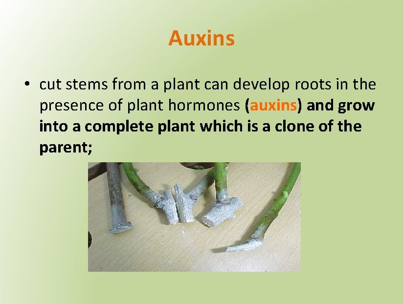 Auxins • cut stems from a plant can develop roots in the presence of