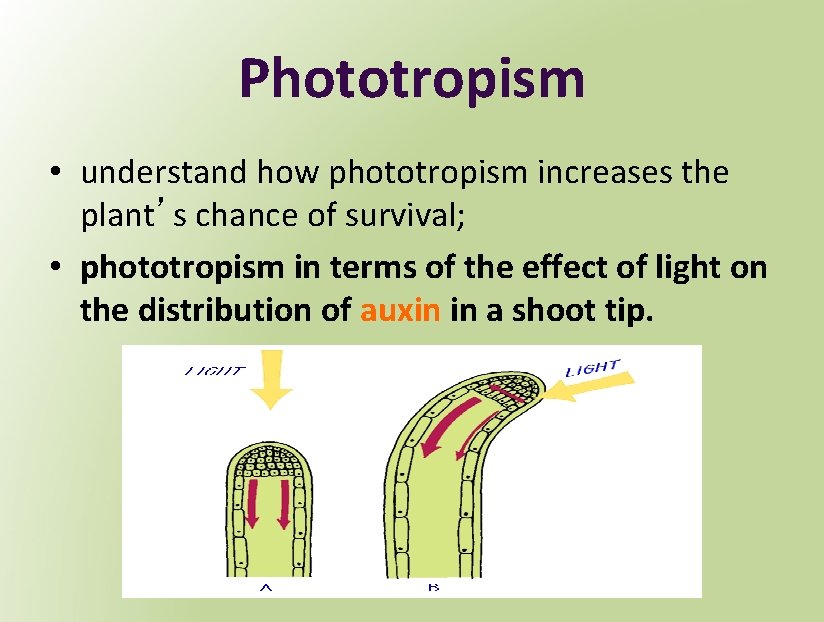Phototropism • understand how phototropism increases the plant’s chance of survival; • phototropism in