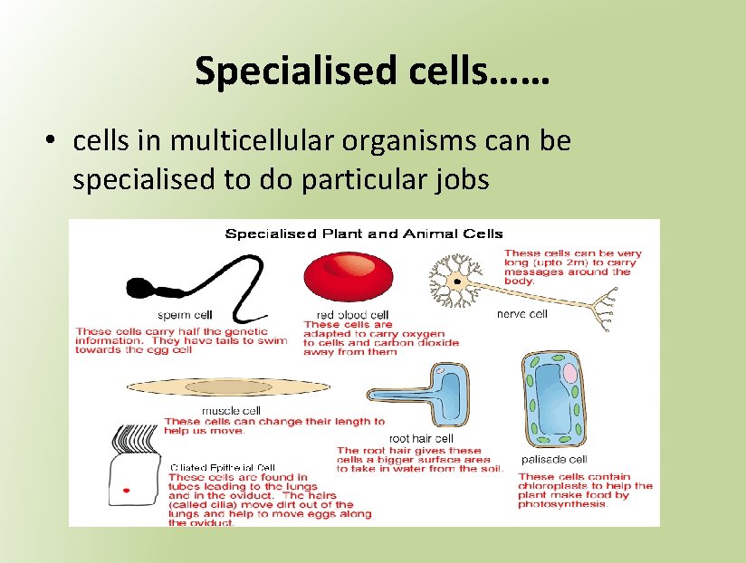 Specialised cells…… • cells in multicellular organisms can be specialised to do particular jobs