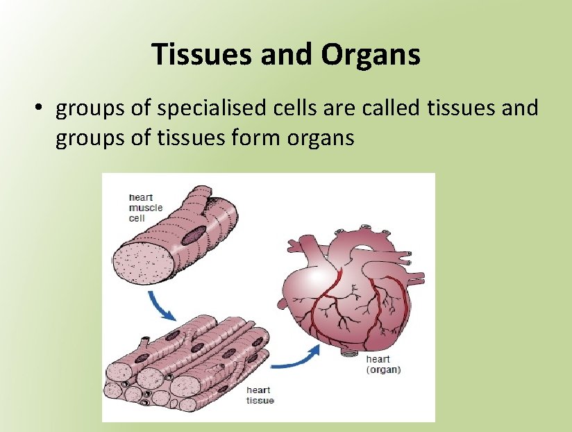 Tissues and Organs • groups of specialised cells are called tissues and groups of