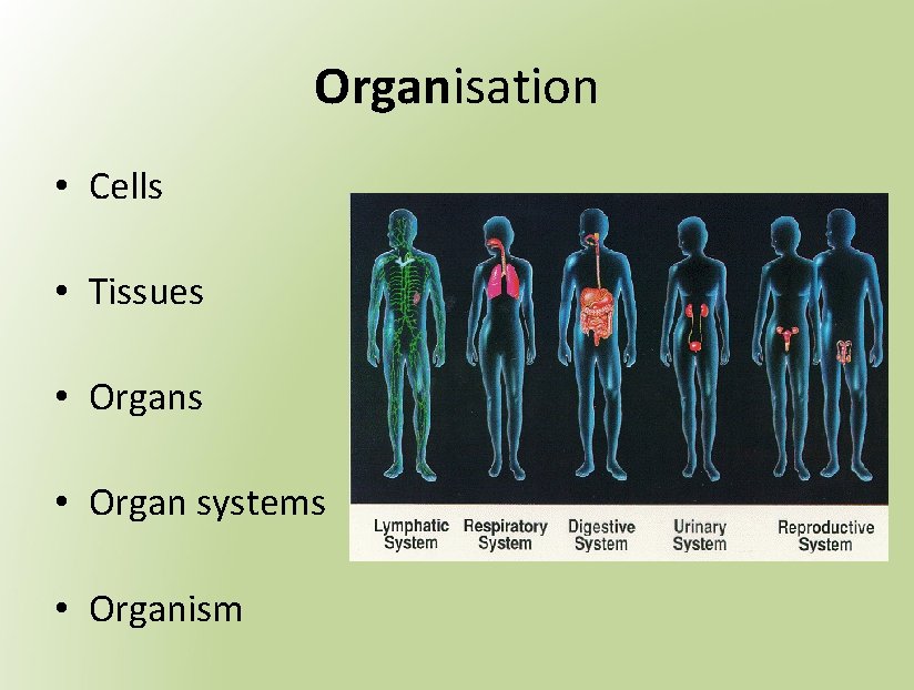 Organisation • Cells • Tissues • Organ systems • Organism 