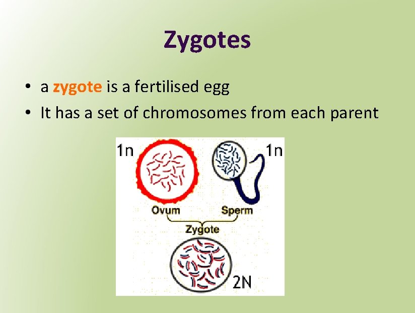 Zygotes • a zygote is a fertilised egg • It has a set of