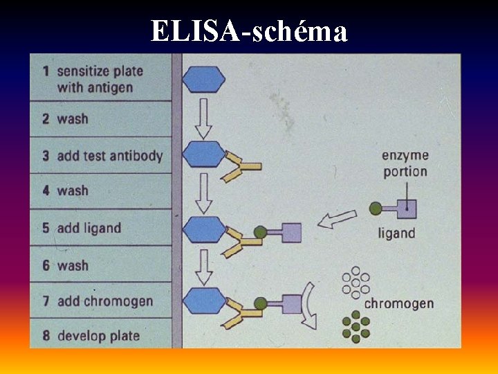 ELISA-schéma 