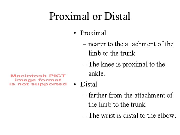 Proximal or Distal • Proximal – nearer to the attachment of the limb to