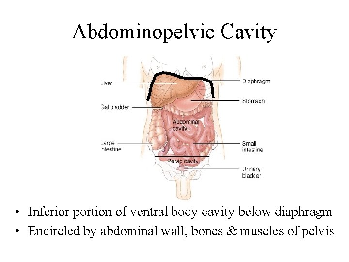 Abdominopelvic Cavity • Inferior portion of ventral body cavity below diaphragm • Encircled by