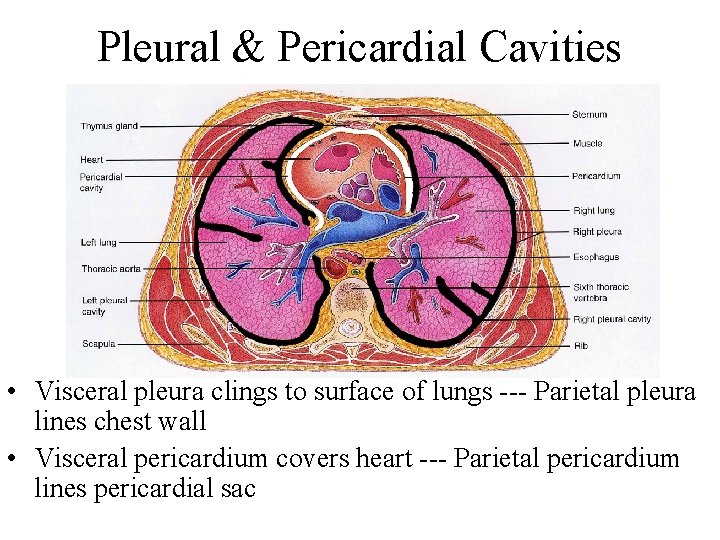 Pleural & Pericardial Cavities • Visceral pleura clings to surface of lungs --- Parietal