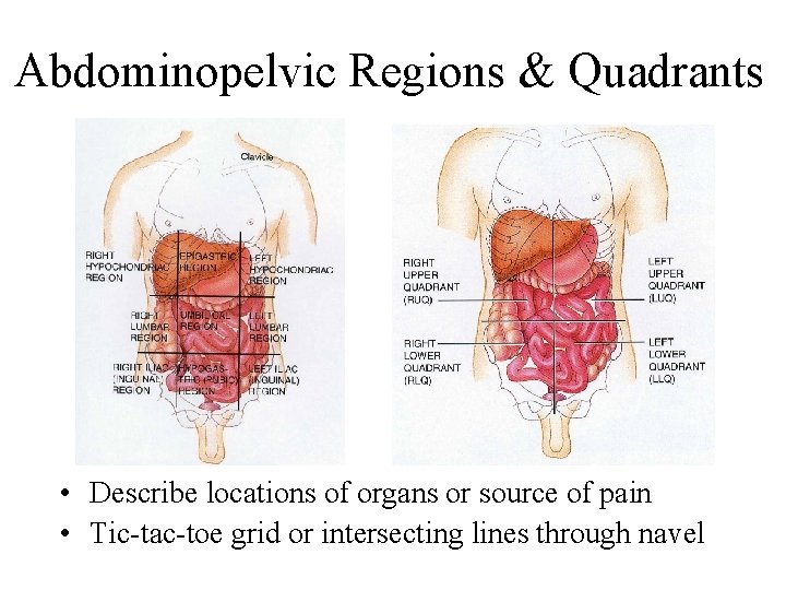 Abdominopelvic Regions & Quadrants • Describe locations of organs or source of pain •