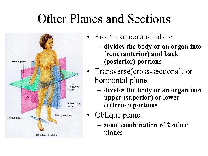 Other Planes and Sections • Frontal or coronal plane – divides the body or