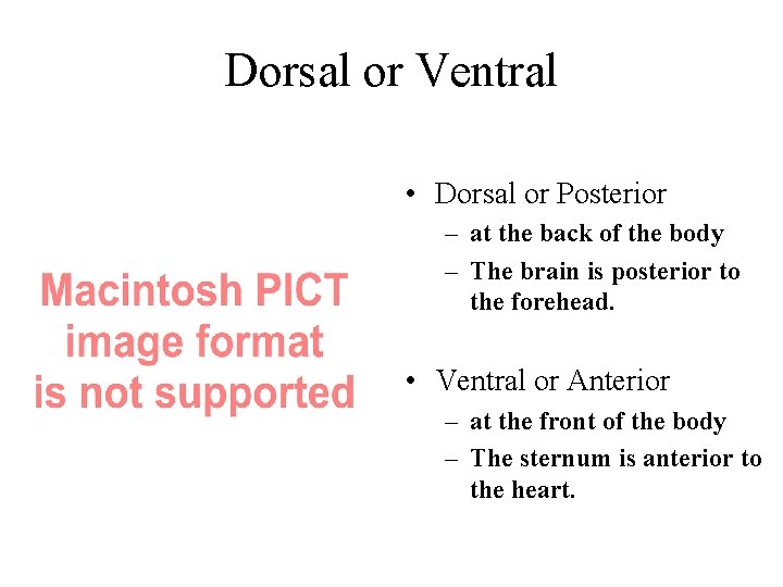 Dorsal or Ventral • Dorsal or Posterior – at the back of the body