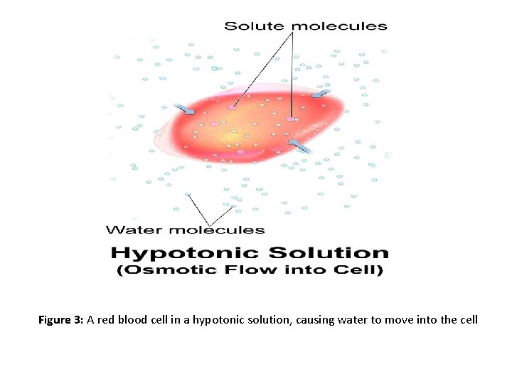 Figure 3: A red blood cell in a hypotonic solution, causing water to move