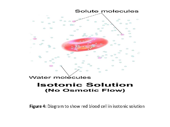 Figure 4: Diagram to show red blood cell in isotonic solution 