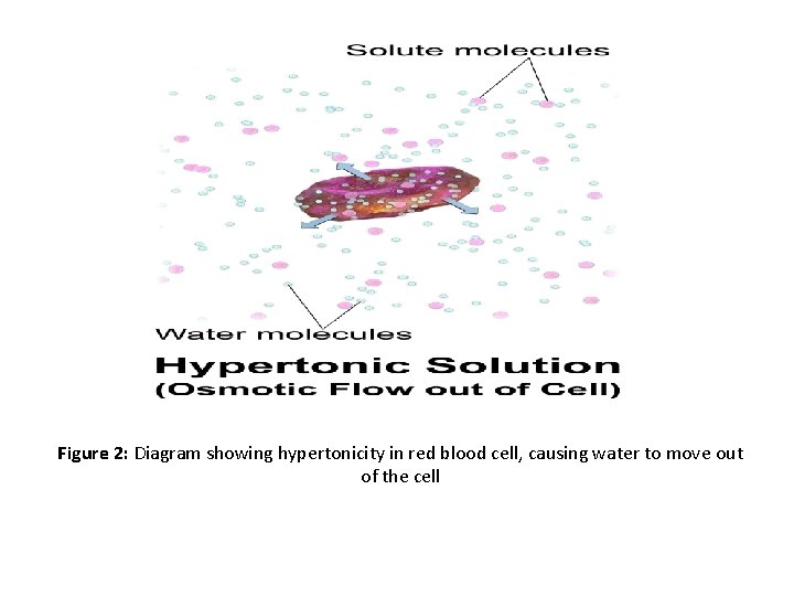 Figure 2: Diagram showing hypertonicity in red blood cell, causing water to move out