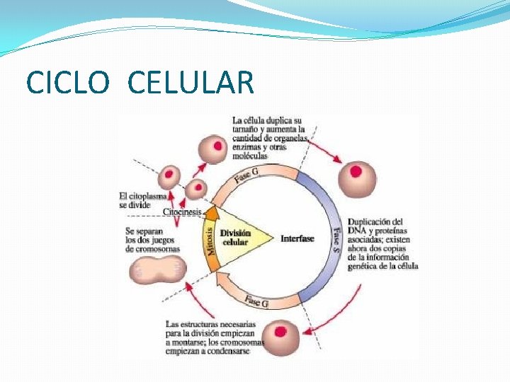 CICLO CELULAR 