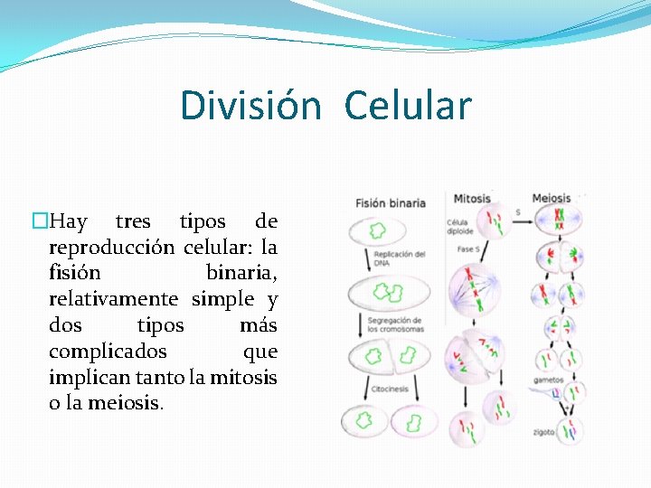 División Celular �Hay tres tipos de reproducción celular: la fisión binaria, relativamente simple y