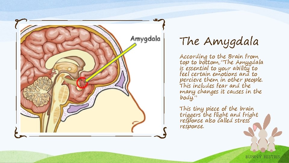 The Amygdala According to the Brain from top to bottom, ”The Amygdala is essential