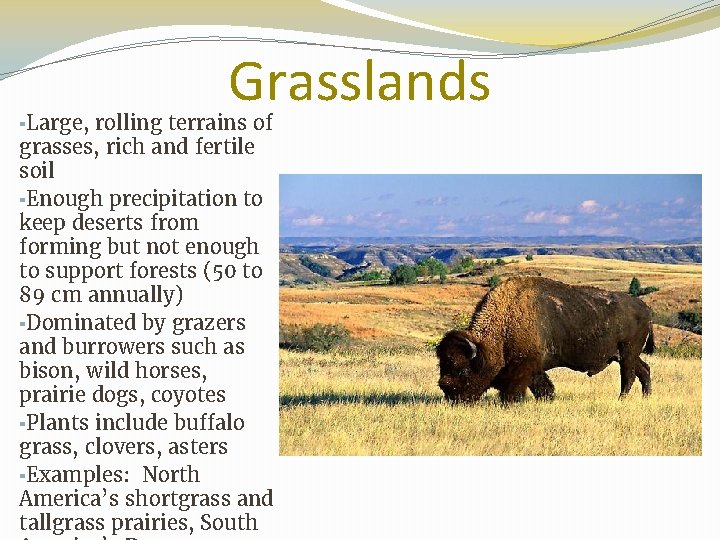 Grasslands ▪Large, rolling terrains of grasses, rich and fertile soil ▪Enough precipitation to keep