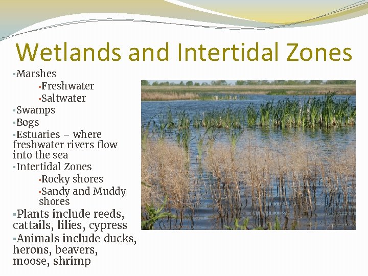 Wetlands and Intertidal Zones ▪Marshes ▪Freshwater ▪Saltwater ▪Swamps ▪Bogs ▪Estuaries – where freshwater rivers