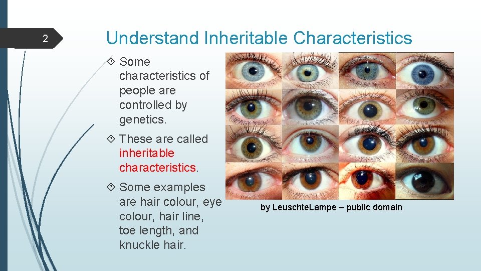 2 Understand Inheritable Characteristics Some characteristics of people are controlled by genetics. These are