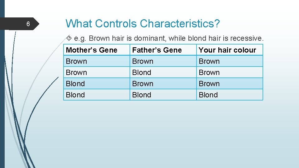 6 What Controls Characteristics? e. g. Brown hair is dominant, while blond hair is