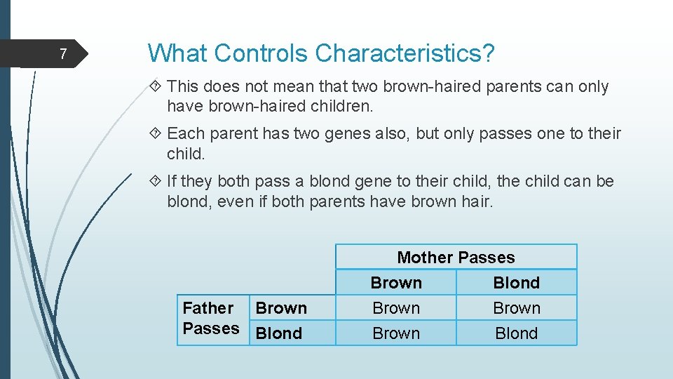 7 What Controls Characteristics? This does not mean that two brown-haired parents can only