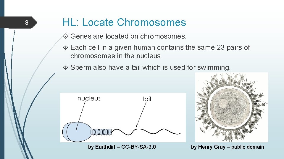 8 HL: Locate Chromosomes Genes are located on chromosomes. Each cell in a given