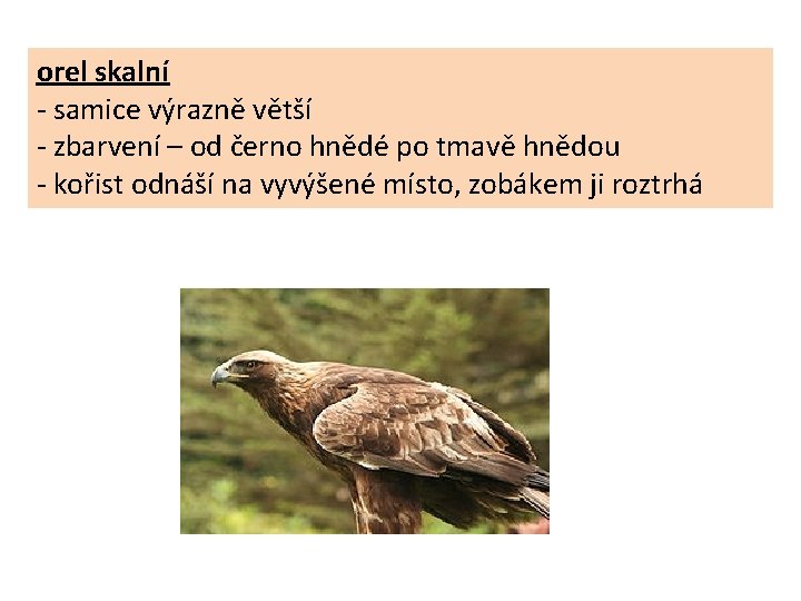 orel skalní - samice výrazně větší - zbarvení – od černo hnědé po tmavě