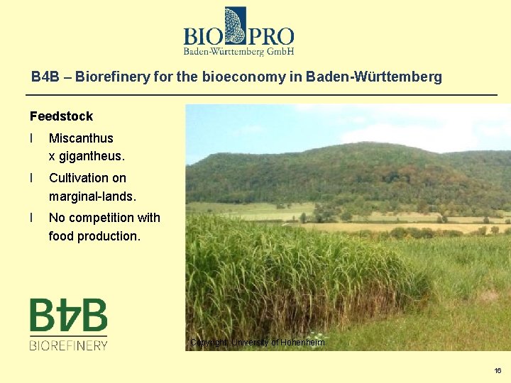 B 4 B – Biorefinery for the bioeconomy in Baden-Württemberg Feedstock l Miscanthus x