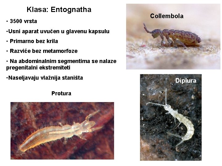 Klasa: Entognatha Collembola • 3500 vrsta • Usni aparat uvučen u glavenu kapsulu •