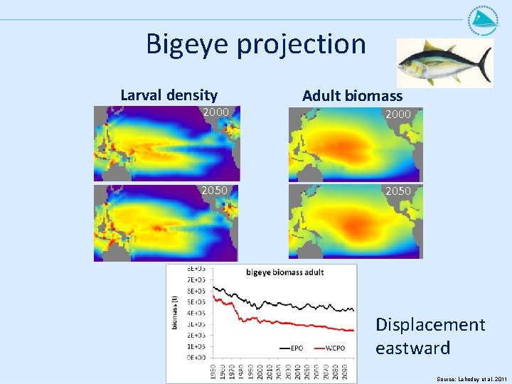 Bigeye projection Larval density 2000 2050 Adult biomass 2000 2050 Displacement eastward Source: Lehodey