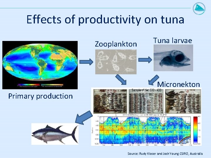 Effects of productivity on tuna Zooplankton Tuna larvae Micronekton Primary production Source: Rudy Kloser