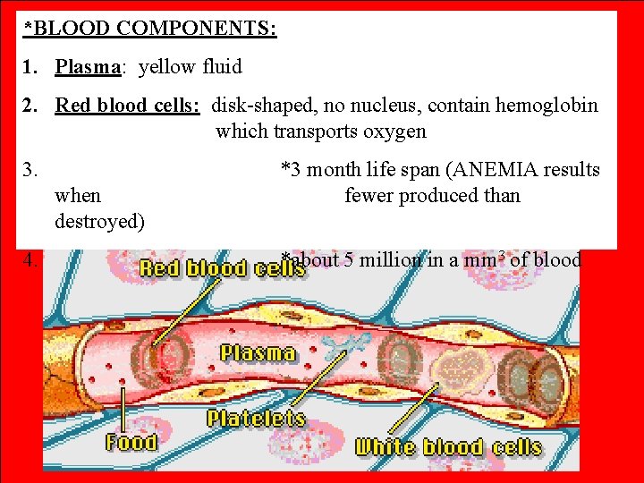 *BLOOD COMPONENTS: 1. Plasma: yellow fluid 2. Red blood cells: disk-shaped, no nucleus, contain