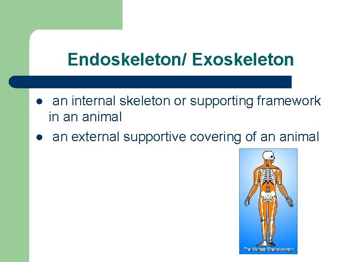 Endoskeleton/ Exoskeleton l l an internal skeleton or supporting framework in an animal an