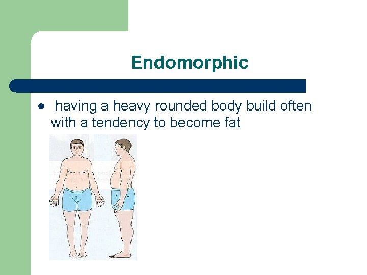 Endomorphic l having a heavy rounded body build often with a tendency to become