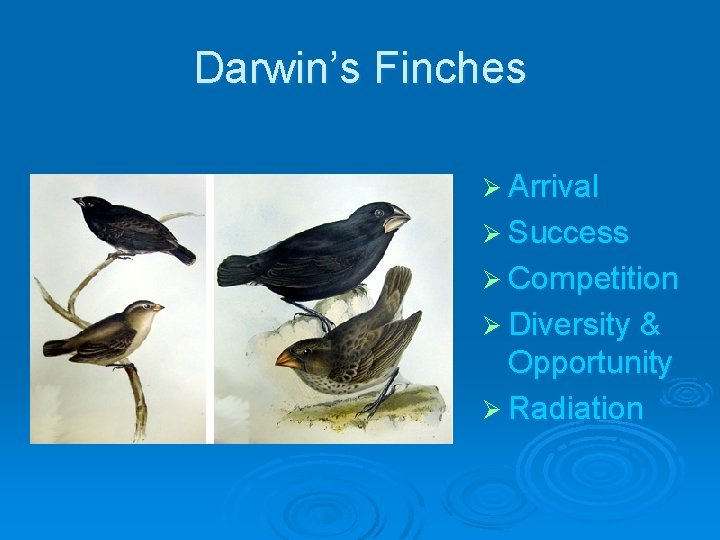 Darwin’s Finches Ø Arrival Ø Success Ø Competition Ø Diversity & Opportunity Ø Radiation