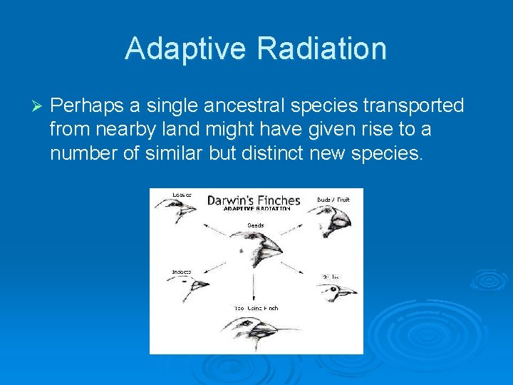 Adaptive Radiation Ø Perhaps a single ancestral species transported from nearby land might have