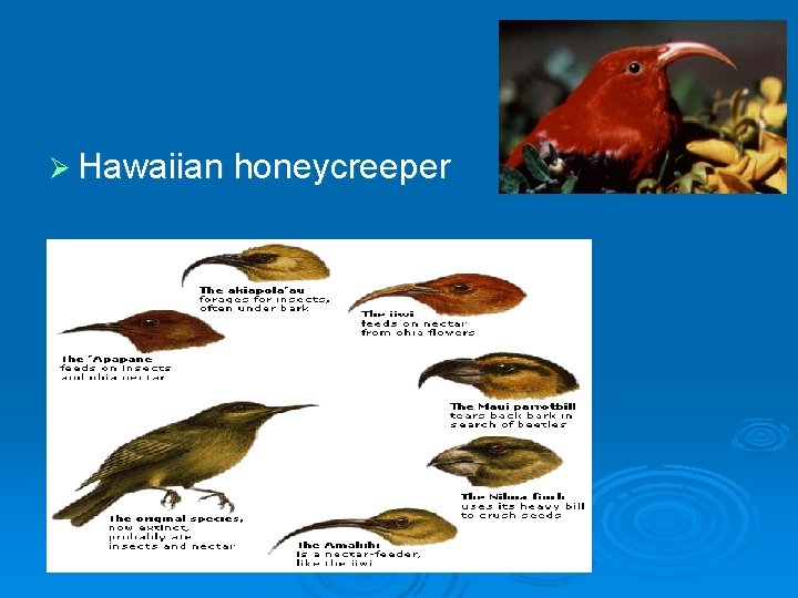 Ø Hawaiian honeycreeper 