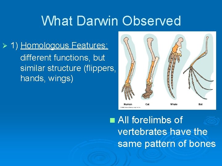 What Darwin Observed Ø 1) Homologous Features: different functions, but similar structure (flippers, hands,