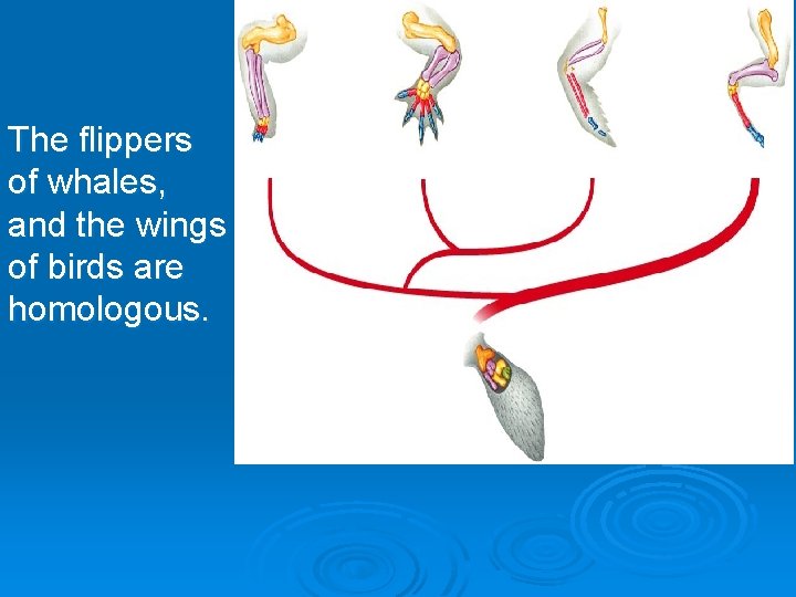The flippers of whales, and the wings of birds are homologous. 