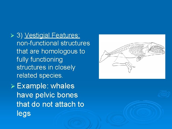 Ø 3) Vestigial Features: non-functional structures that are homologous to fully functioning structures in