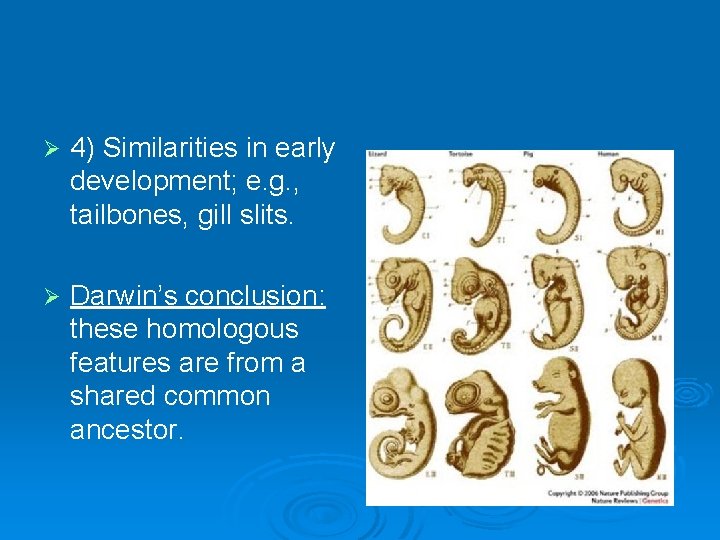 Ø 4) Similarities in early development; e. g. , tailbones, gill slits. Ø Darwin’s