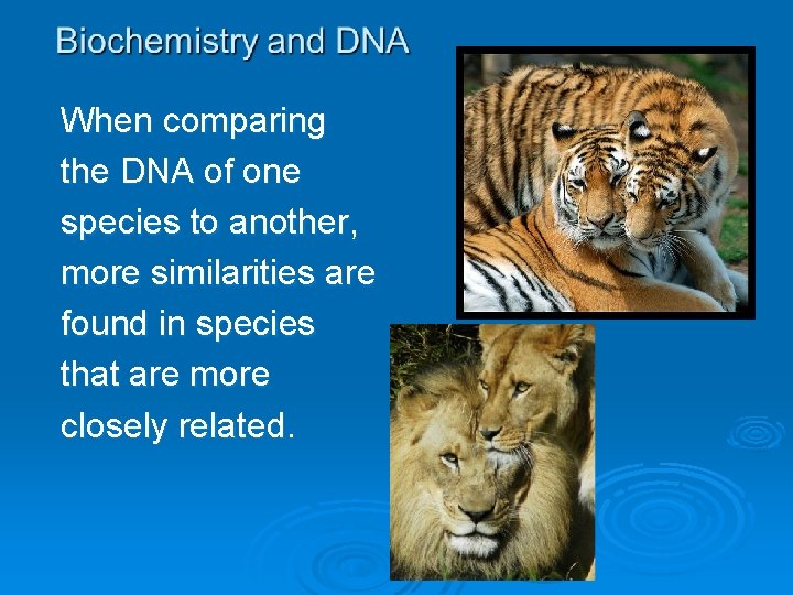When comparing the DNA of one species to another, more similarities are found in
