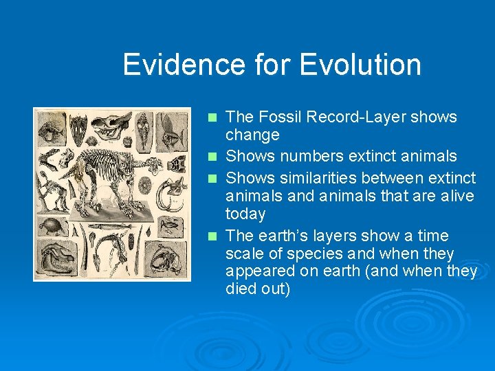 Evidence for Evolution The Fossil Record-Layer shows change n Shows numbers extinct animals n