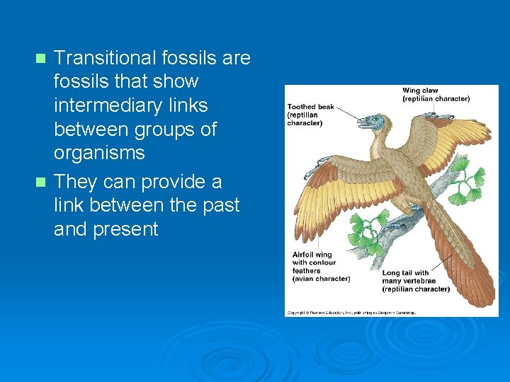 Transitional fossils are fossils that show intermediary links between groups of organisms n They