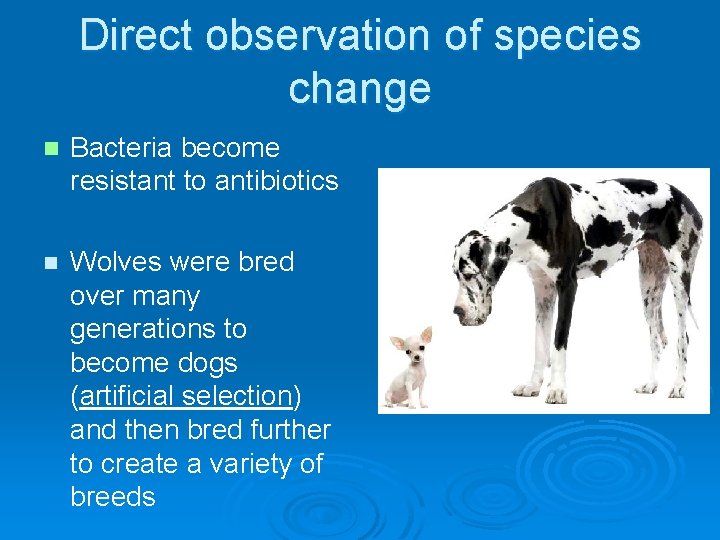 Direct observation of species change n Bacteria become resistant to antibiotics n Wolves were
