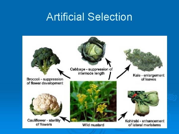 Artificial Selection 