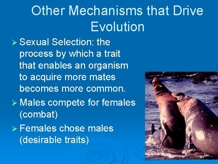 Other Mechanisms that Drive Evolution Ø Sexual Selection: the process by which a trait